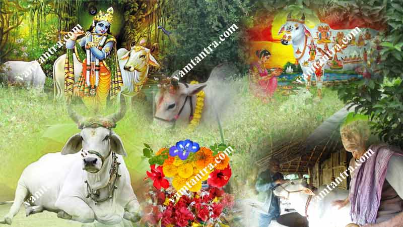 gopuja as rahu remedies